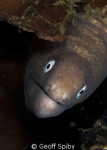 inquisitive moray by Geoff Spiby 
